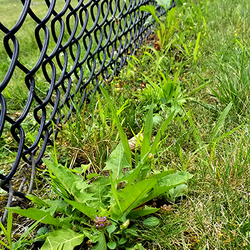 Weedeating ~3 days prior to Tournament - $50 Value